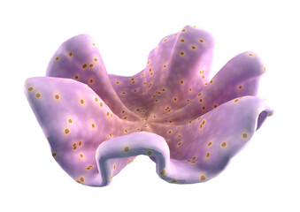 3D Rendering Coral on White © photosvac