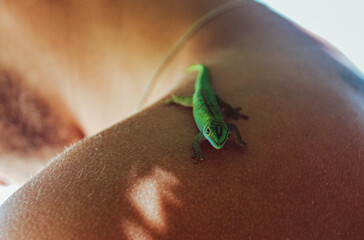 Gecko
