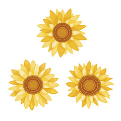 Sunflowers vector illustration isolated on white background