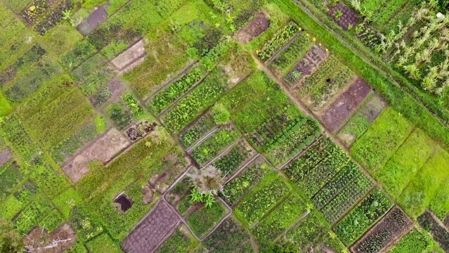 Bird's eye spiral of green patchwork of traditional Papua New Guinea gardens