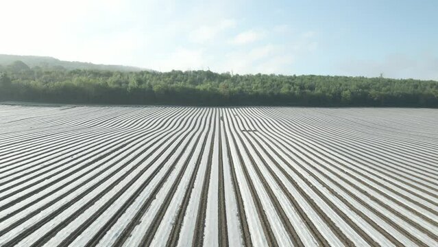 Plastic mulch plasticulture of crops pest protection at Wexford Ireland 