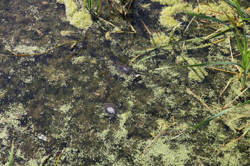turtle swims in the pond in summer
