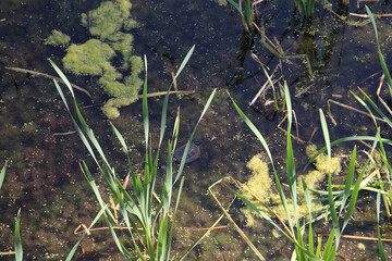 turtle swims in the pond in summer