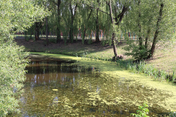 park in summer in green trees with a pond and a bridge