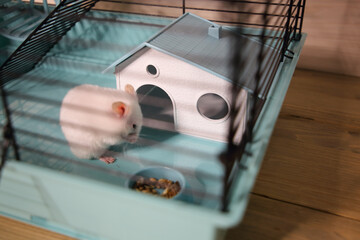 a white hamster in a cage with a house