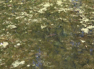 fish in a pond among algae