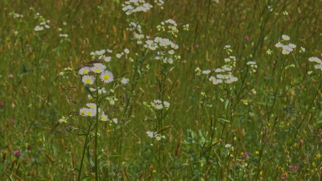 From a mountain meadow off the Blue Ridge Parkway. The subject is a clump of asters swaying in the breeze. There is a nice palette of green and gold and overall it's a bright, lively scene.