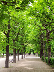 Fototapeta premium palace gardens in spring green colors