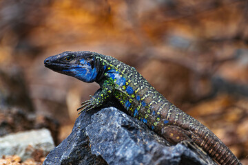  Tenerife male lizard on a rock, (Gallotia galloti eisentrauti), Canary islands, Spain