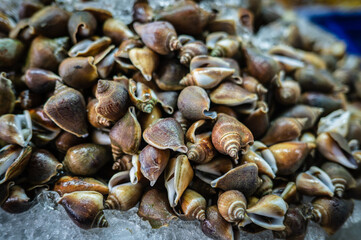Clams pile up on trays with ice for sale in Ang Sila seafood market, Thailand