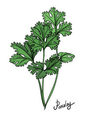 Parsley branch hand drawn. Green parsley leaves sketch isolated vector illustration