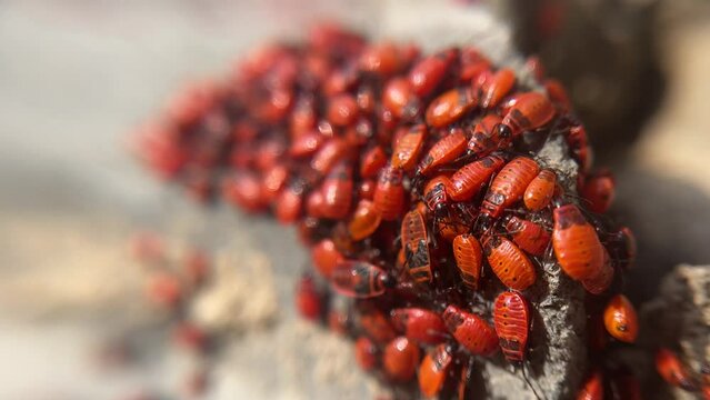 Colony of soldier bugs. Pyrrhocoris apterus, is a common insect of family Pyrrhocoridae. Lot of wingless redbugs crawl on stone surface. Macro shooting.