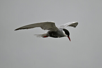 Whiskered tern // Weißbart-Seeschwalbe (Chlidonias hybrida) - Axios Delta, Greece