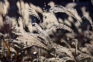 가을 들판 - 억색풀 