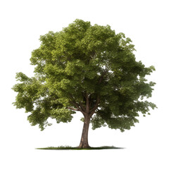 Tree (png) - ai generative