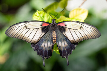 Macro shots, Beautiful nature scene. Closeup beautiful butterfly sitting on the flower in a summer garden.