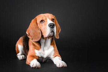 Beautiful beagle dog on a black studio background - a striking stock photo capturing the charm and...
