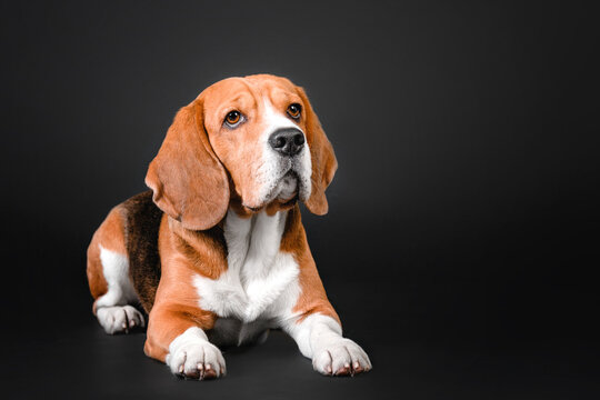 Beautiful beagle dog on a black studio background - a striking stock photo capturing the charm and character of this popular breed