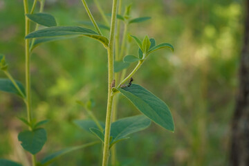 Fototapeta premium black ant and two bugs on green stem of plant with foliage, insects life close up shot
