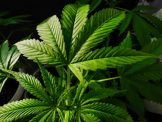 Cannabis leaf. Indoor cultivation. Cannabis at the beginning of flowering. Green background of...
