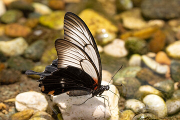 Macro shots, Beautiful nature scene. Closeup beautiful butterfly sitting on the flower in a summer garden.