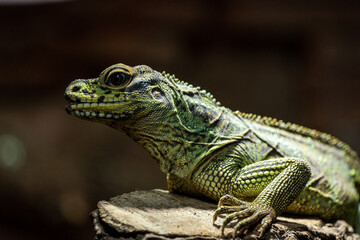 Enchanting Enclosures Stunning Visuals of Zoo Animals in their Habitats
