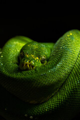 Zoo Chronicles Capturing the Daily Lives and Striking Personalities of Zoo Animals