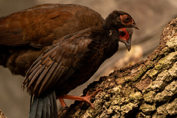 Animal Kingdom Exploring the Wonders of the Zoo's Diverse Wildlife