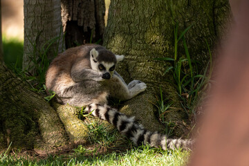Wild Wonders A Fascinating Journey through the Zoo's Animal Kingdom
