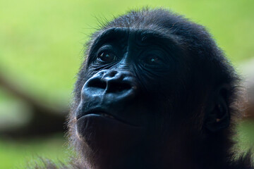 Touching Gorilla Family Connection