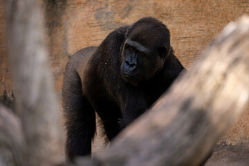 Captivating Portrait of a Gorilla in Serene Isolation