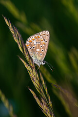 Macro shots, Beautiful nature scene. Closeup beautiful butterfly sitting on the flower in a summer garden.