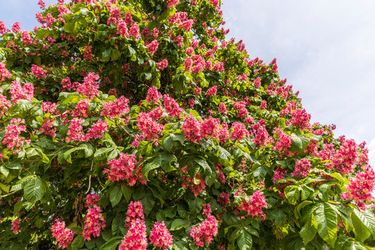 Large Horse-chestnut tree covered with pink flowers.