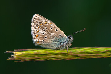 Macro shots, Beautiful nature scene. Closeup beautiful butterfly sitting on the flower in a summer garden.