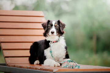 Australian Shepherd (Aussie) dog strolling in a beautiful urban park - a delightful stock photo capturing the energetic and playful nature of this intelligent and loyal breed in a picturesque city set