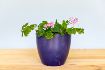 Green shamrock plant with pink flowers in a beautiful ceramic pot
