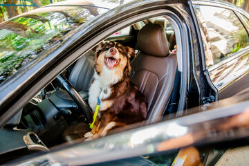 Road trip joy: Happy dog gazes out of the car window. Pet-friendly journey.