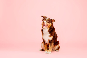 Australian Shepherd dog on a pink background - a captivating stock photo showcasing the vibrant personality and striking appearance of this energetic and intelligent breed. 