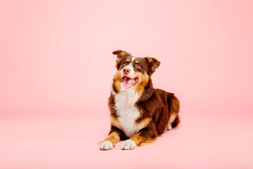 Australian Shepherd dog on a pink background - a captivating stock photo showcasing the vibrant personality and striking appearance of this energetic and intelligent breed. 