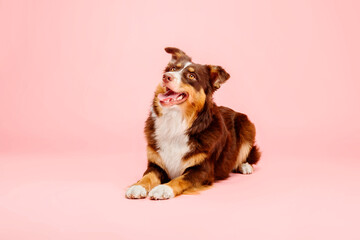 Australian Shepherd dog on a pink background - a captivating stock photo showcasing the vibrant...