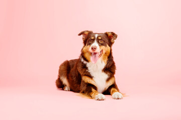 Australian Shepherd dog on a pink background - a captivating stock photo showcasing the vibrant personality and striking appearance of this energetic and intelligent breed.  - obrazy, fototapety, plakaty