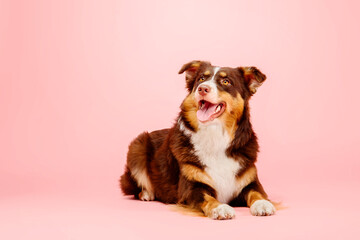 Fototapeta na wymiar Australian Shepherd dog on a pink background - a captivating stock photo showcasing the vibrant personality and striking appearance of this energetic and intelligent breed. 