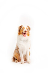 Australian Shepherd dog isolated on a white background - a captivating stock photo showcasing the beauty and charm of this intelligent and energetic breed. The dog's expressive eyes and distinct coat 