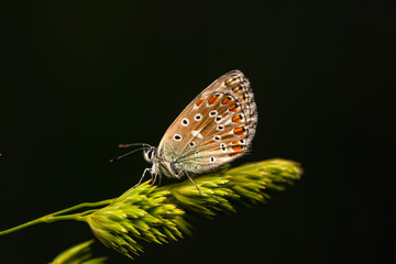 Macro shots, Beautiful nature scene. Closeup beautiful butterfly sitting on the flower in a summer garden.