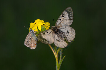 Macro shots, Beautiful nature scene. Closeup beautiful butterfly sitting on the flower in a summer garden.