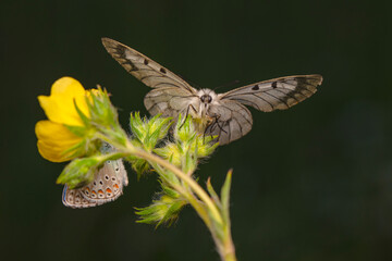 Macro shots, Beautiful nature scene. Closeup beautiful butterfly sitting on the flower in a summer garden.