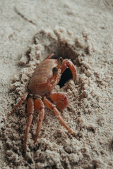 Krabbe