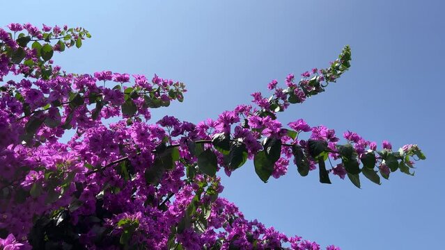 Branches pink purple bougainvillea flowers in the beautiful garden.