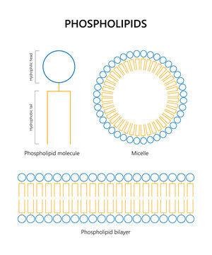 Phospholipid molecule, Lipid bilayer, Micelle (colors)