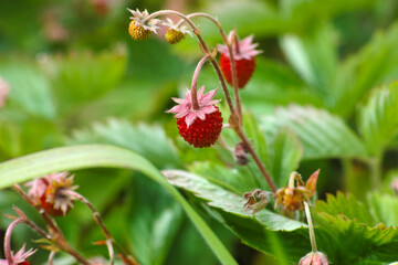 A close-up shot of small red strawberries on the bush
